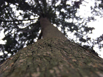 Textura árbol