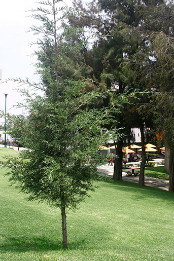 Árbol